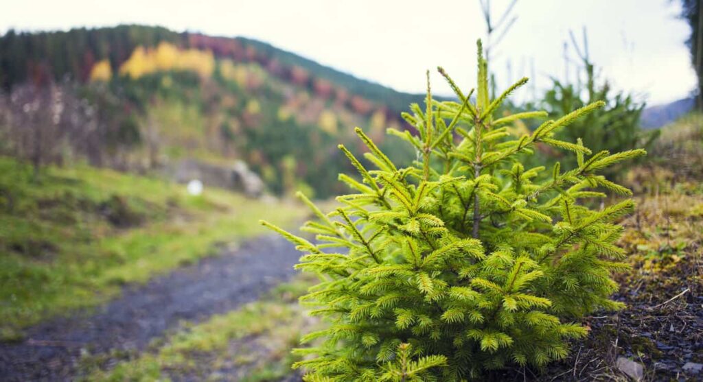 Young pine tree growing on the edge of the forest.