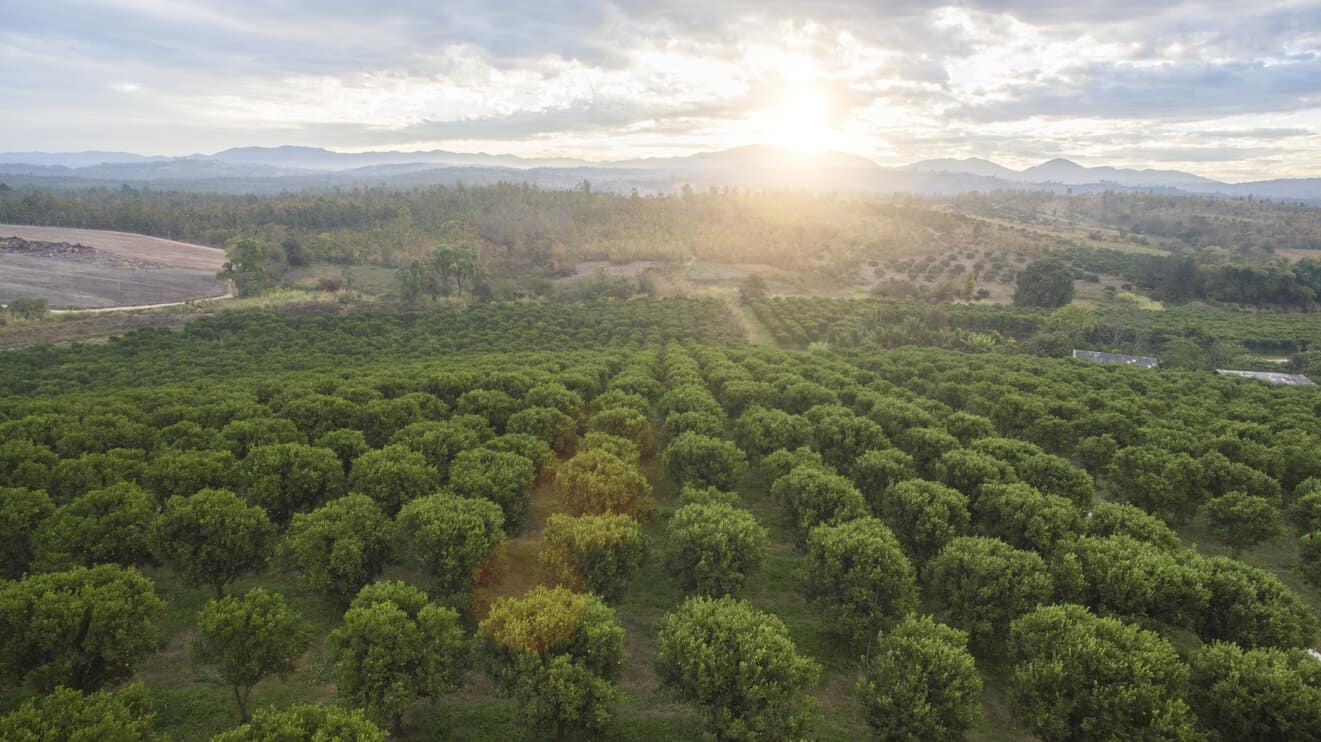 Bird's-eye view of an orange trees.