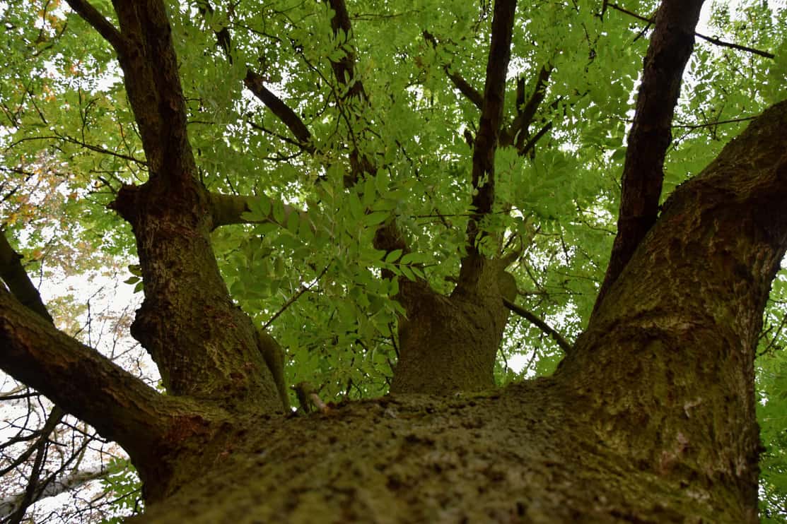 Crown Of Ash Tree