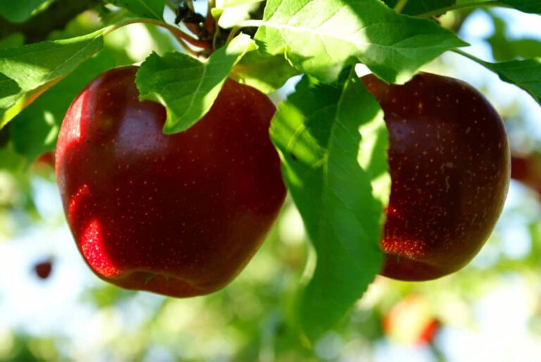 10 Easiest Apple Tree Varieties To Grow Simple Growth Tips Tree Journey 10-easiest-apple-tree-varieties-to-grow-simple-growth-tips-tree-journey
