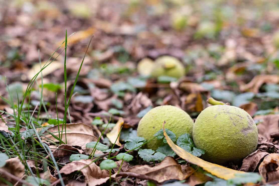 Fallen black walnuts on ground