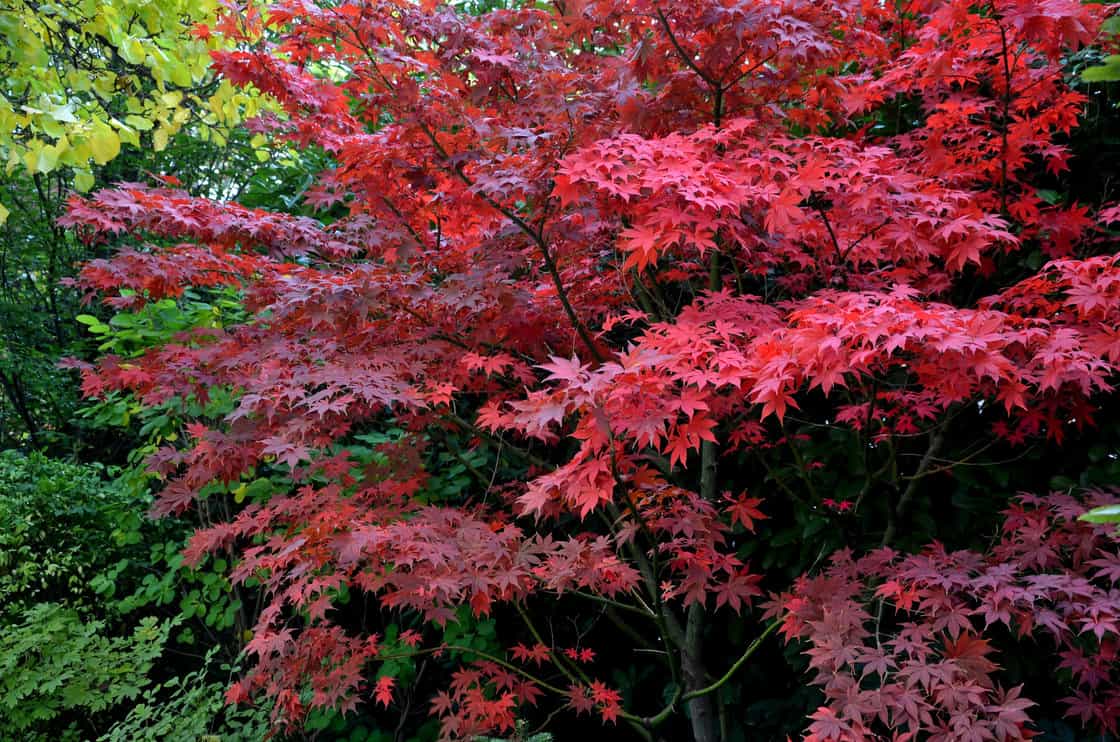 Bloodgood Japanese Maple Tree