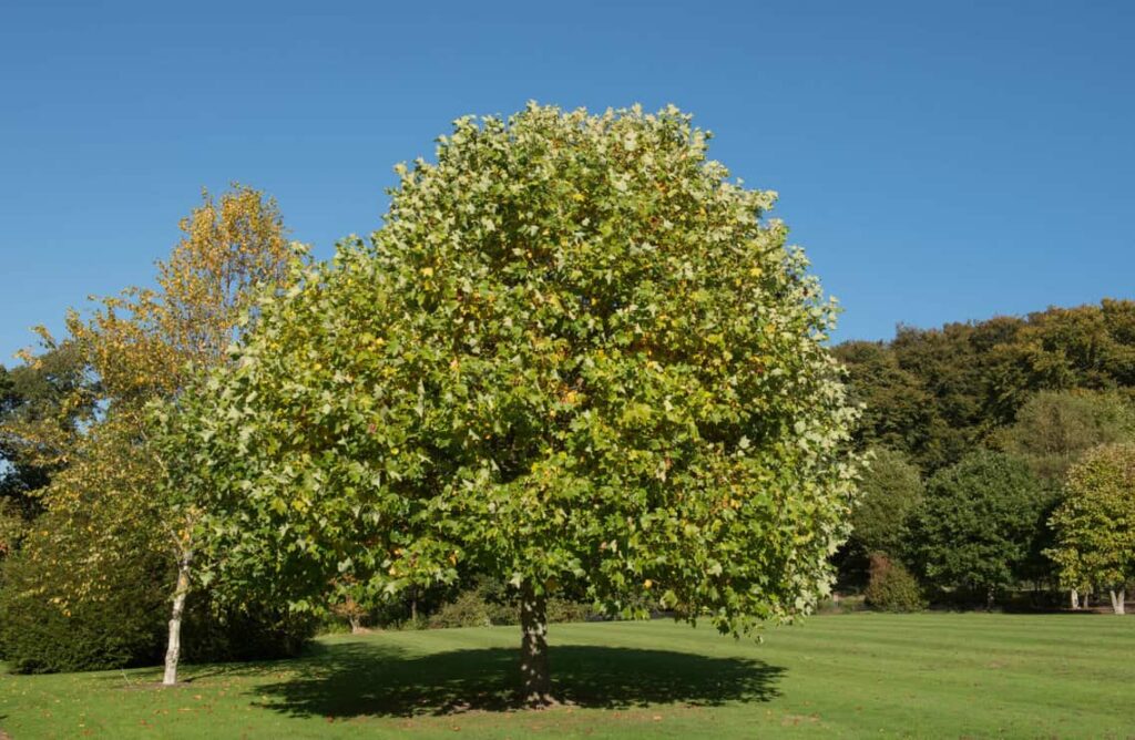 Summer Foliage of a Deciduous Tulip Tree Liriodendron tulipifera