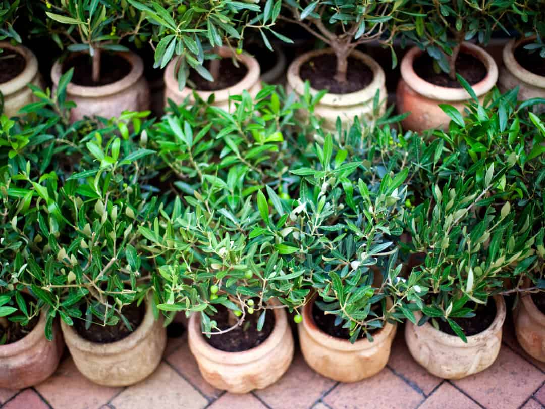Young olive trees in pots on a terrace