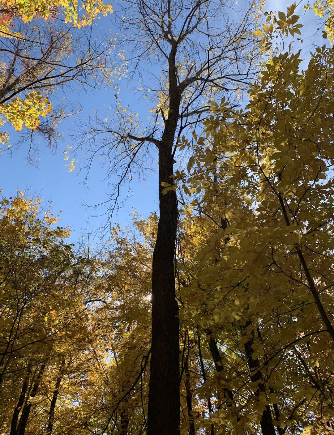 Black walnut tree in Fall
