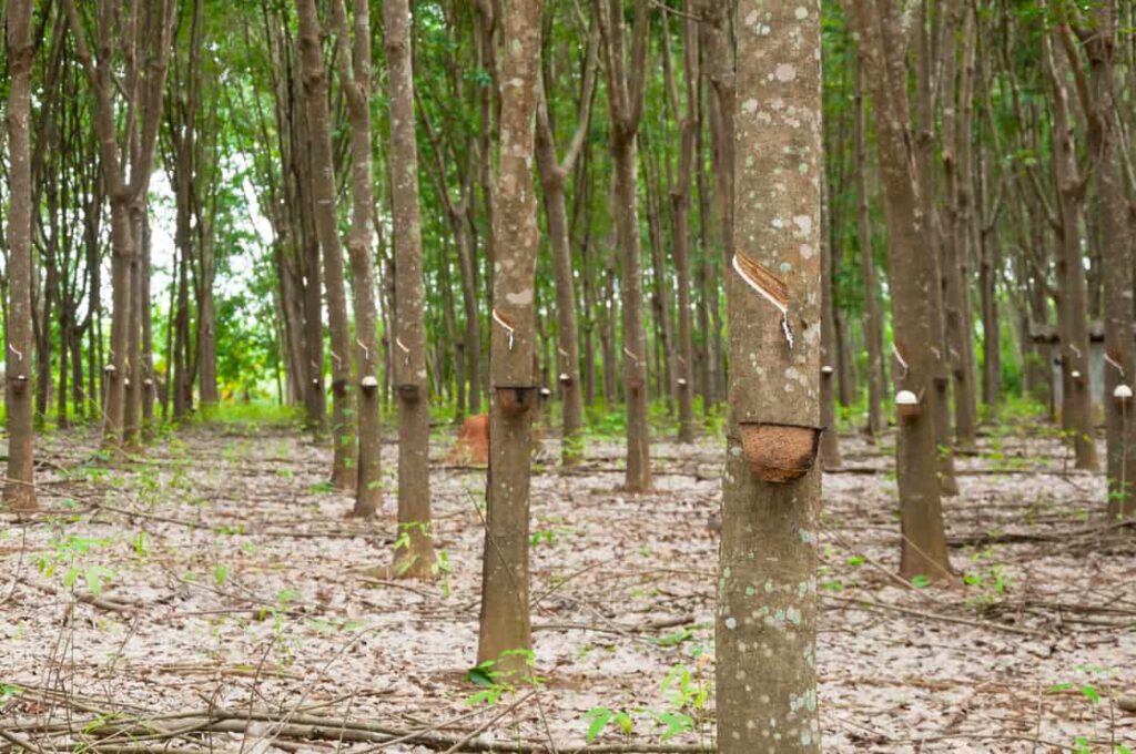 Row of para rubber plantation in South of Thailand,rubber trees