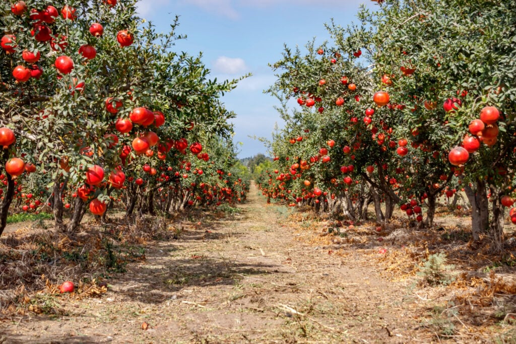 Ripe pomegranate fruits on the branches of trees. How long does it take to grow?