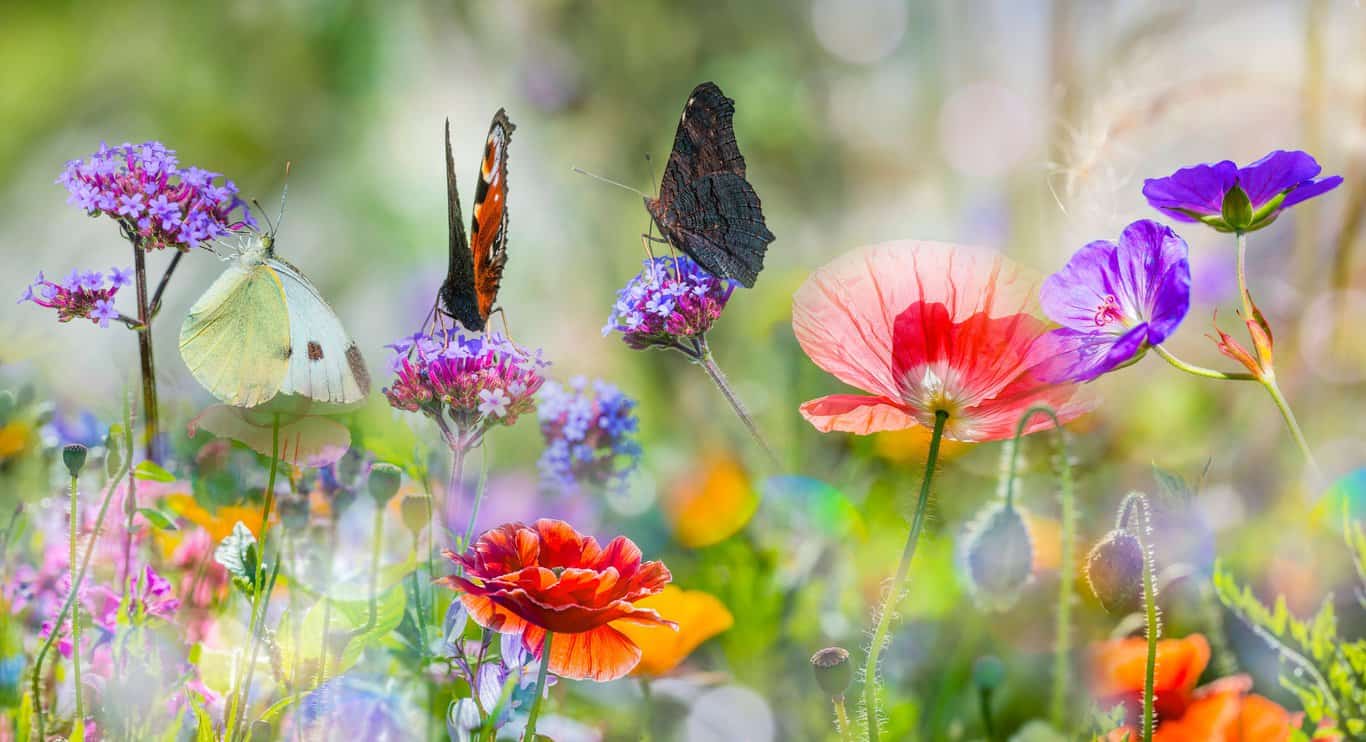 summer meadow with red poppies and butterflies