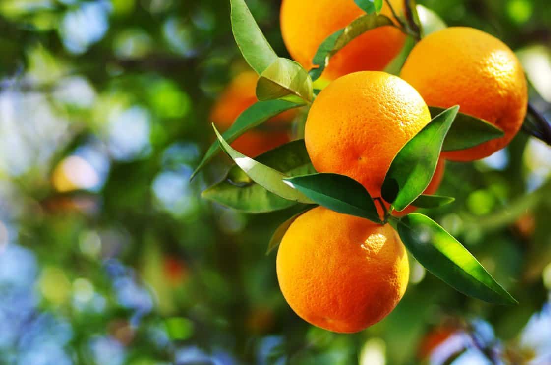 Large ripe oranges on the branch of a tree with green leaves.