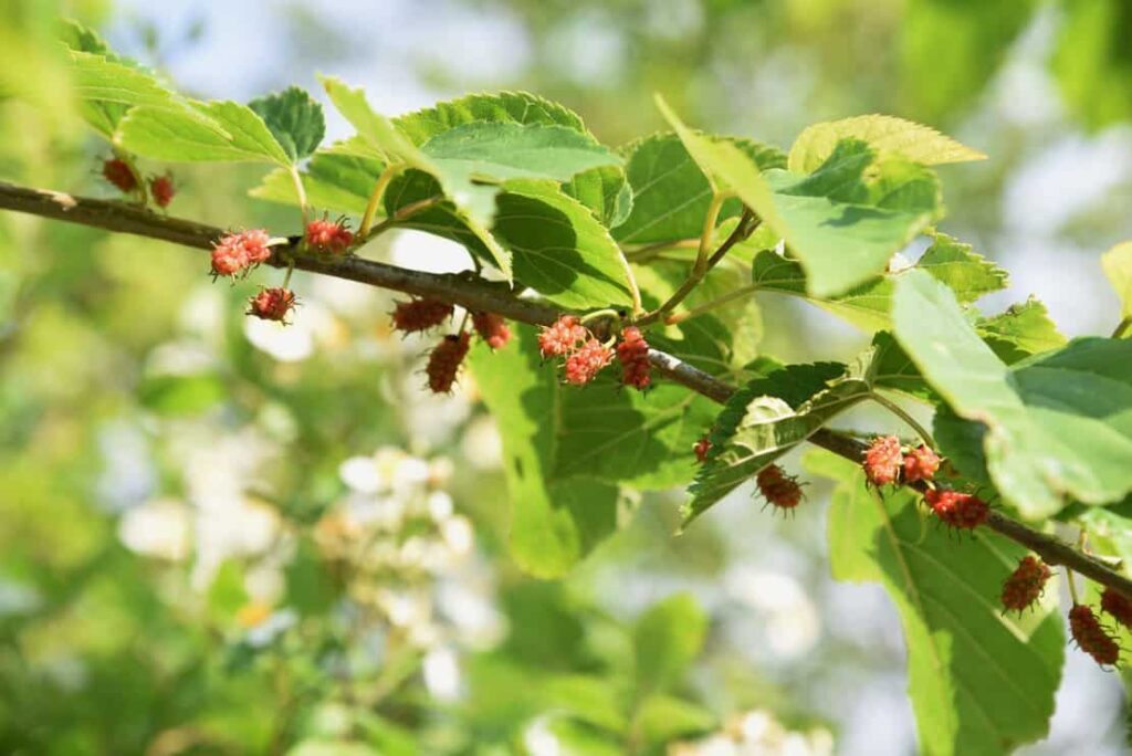 mulberry berries