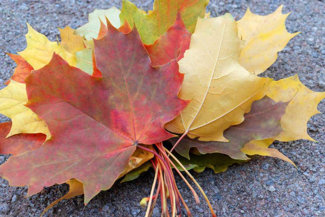 Colorful autumn leaves of the sugar maple, acer saccharum close up - major source of sap for making syrup.