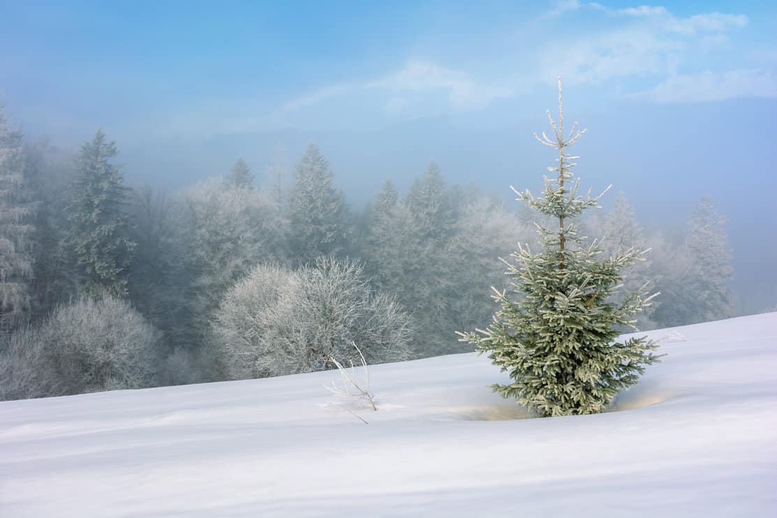 Small spruce tree in the snow against a winter forest 