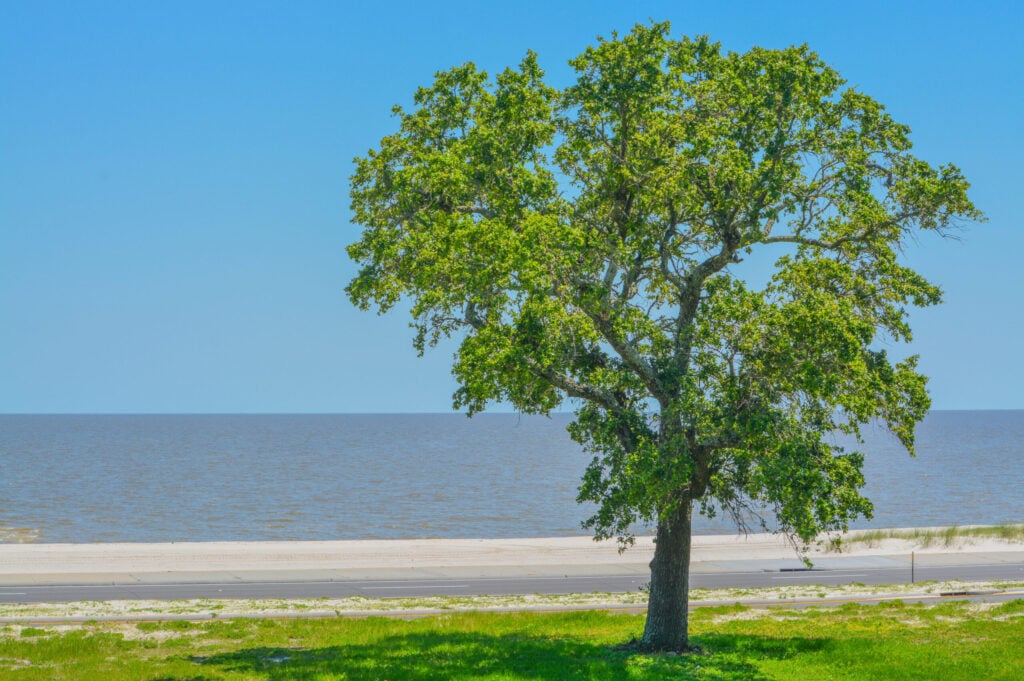 Where do Elm trees grow?