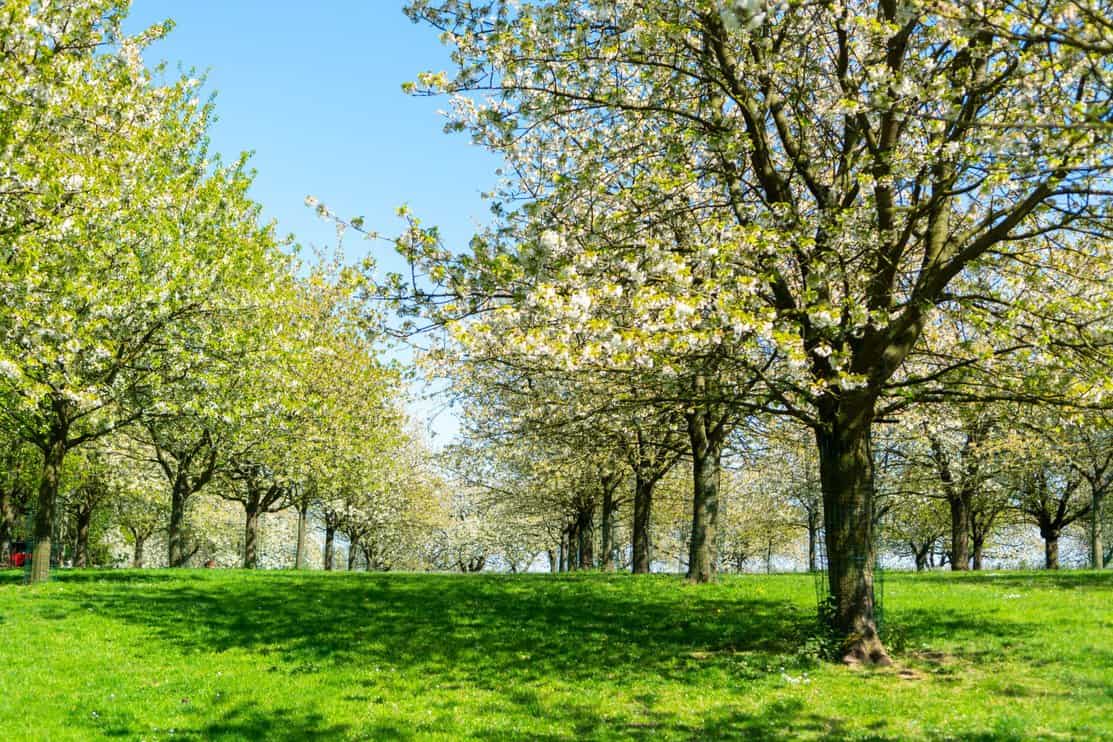 Spring blossom of cherry trees in orchard, fruit region Haspengouw in Belgium, nature landscape
