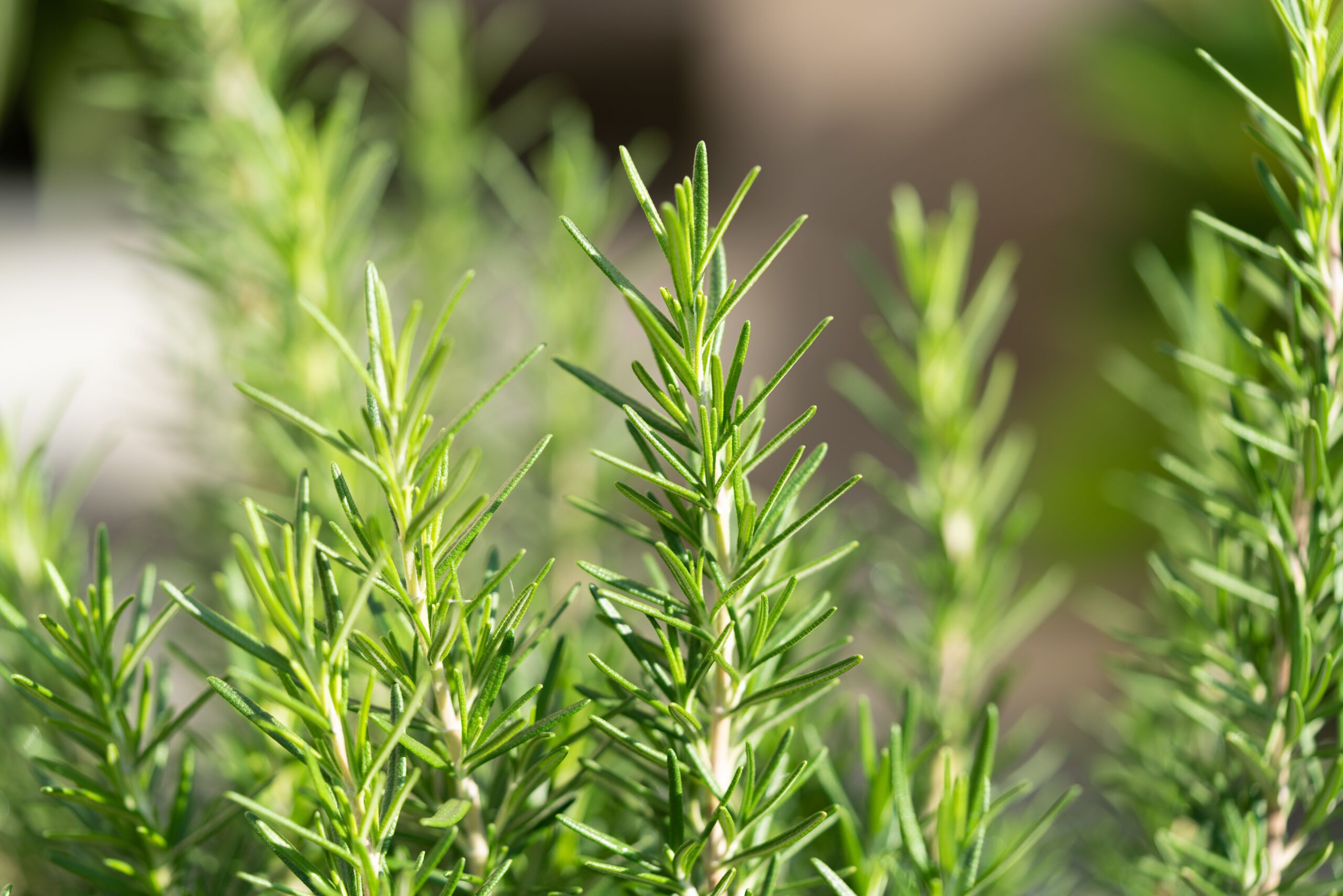 Rosemary tree in the garden
