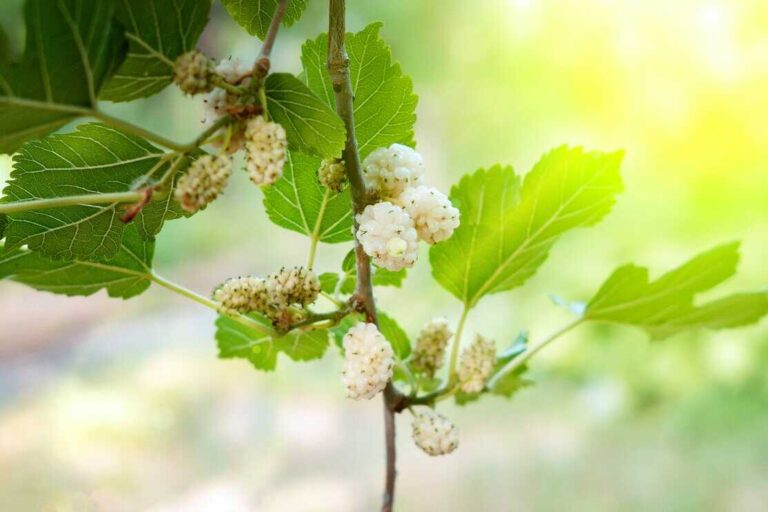 Mulberry Tree Timeline- How Long Until I Get Mulberries? - Tree Journey ...