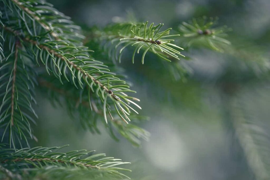 Dark green pine tree branches with small buds of brown pine cones.