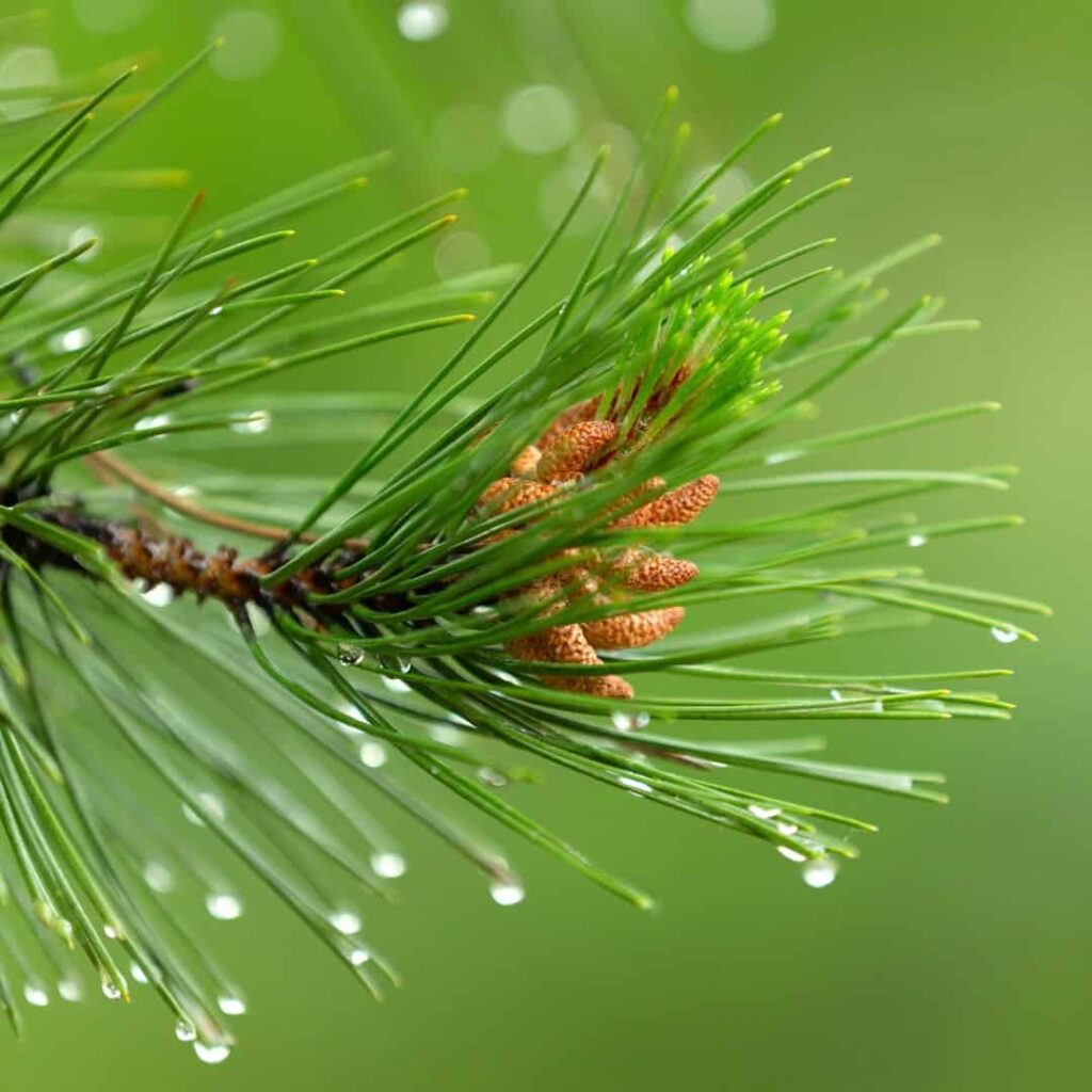 Pine branches close up with raindrops.