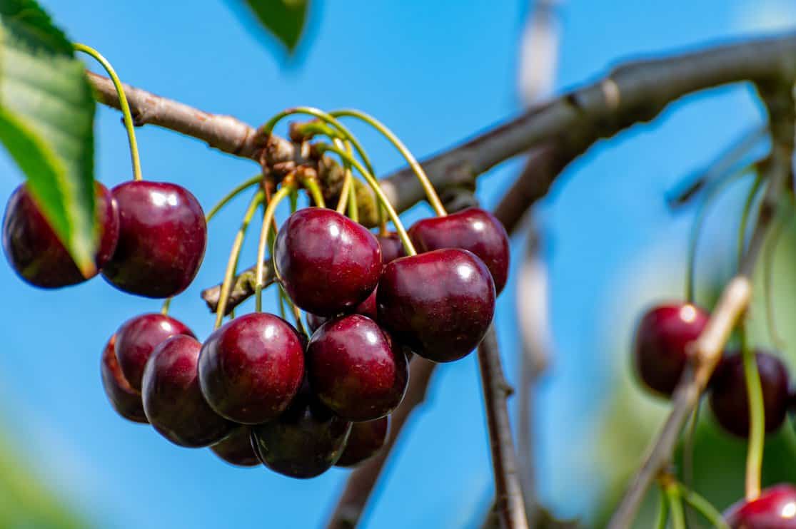 New harvest of big dark ripe sweet cherries on cherry trees plantation in Netherland