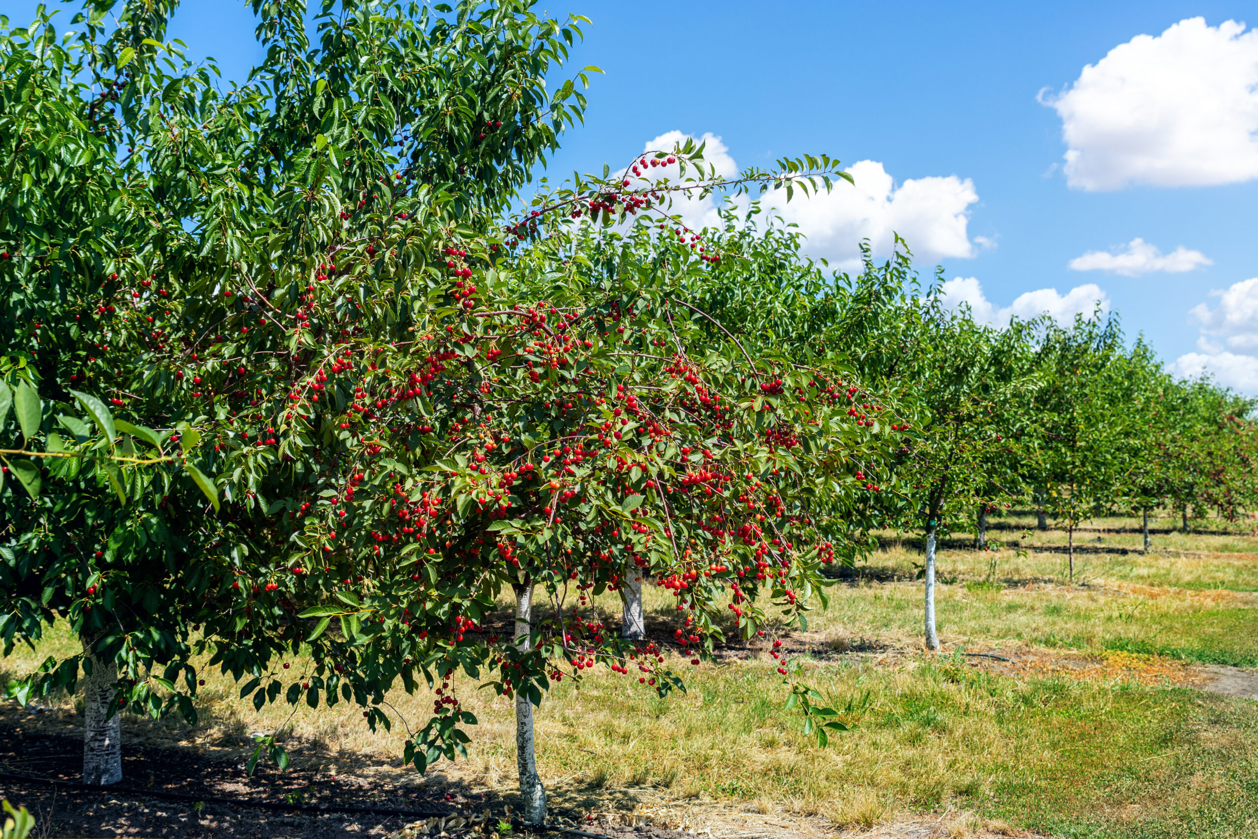Cherry tree in orchard