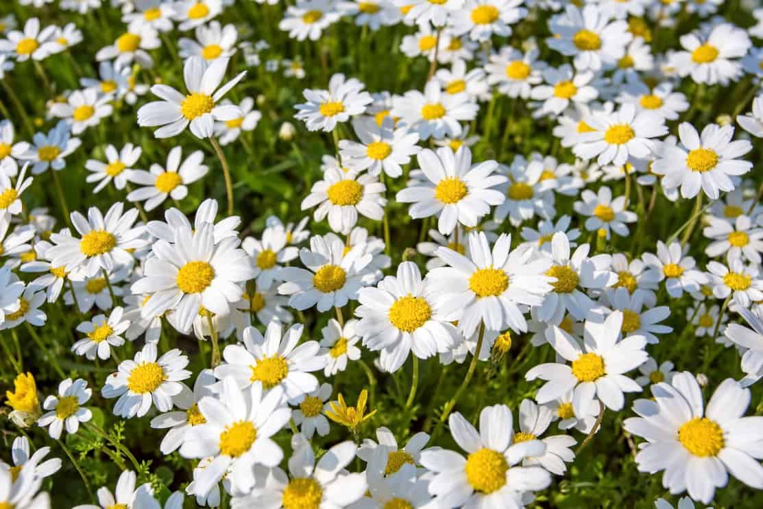 The hill with camomiles a summer joyful landscape. White daisy field.
