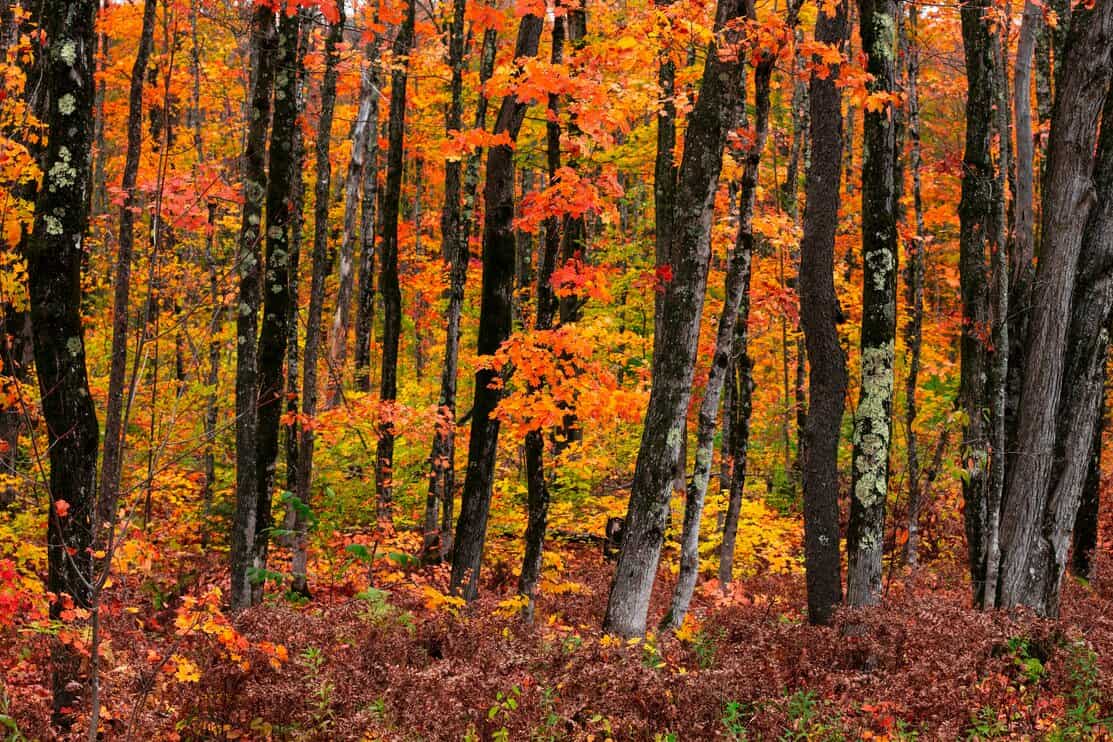 Colorful Maple trees in autumn time in Western Michigan Upper peninsula wilderness.