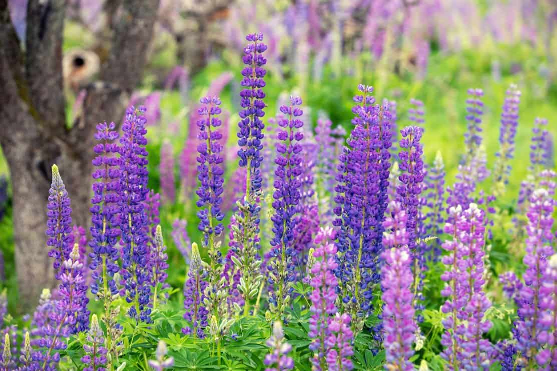 Blossoming wild Lupinus flowers. Spring flowers nature background