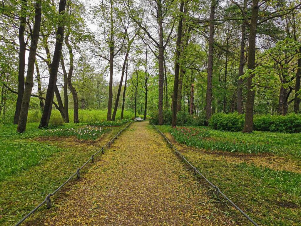 A deserted road among trees and blooming tulips on a cloudy spring morning in a park on Elagin Island in St. Petersburg. Tulip trees provide a ton of shade