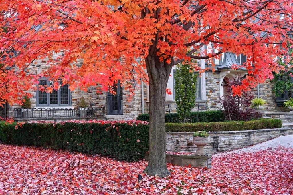 Sugar maple tree in brilliant shades of red, yellow and orange in fall