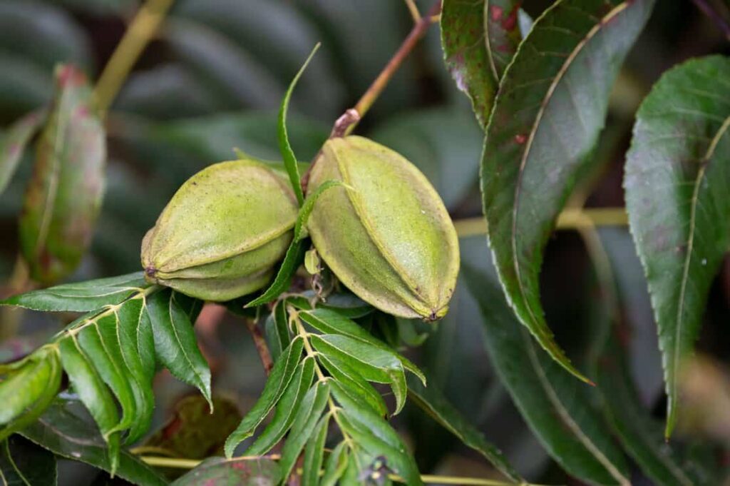 Pecan Trees