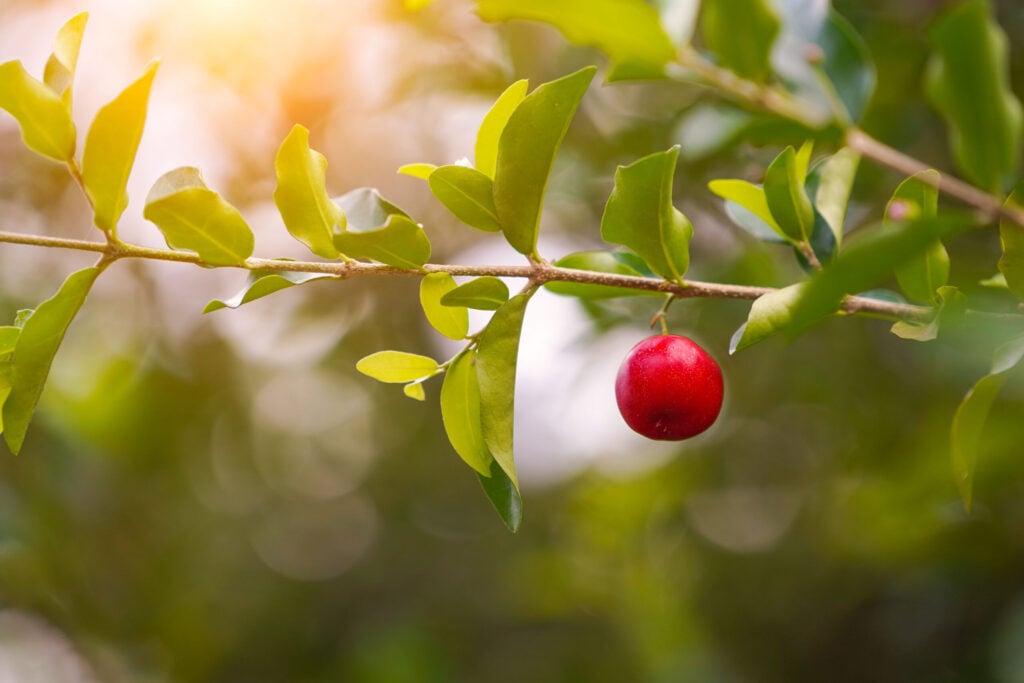 What to plant under a cherry tree!
