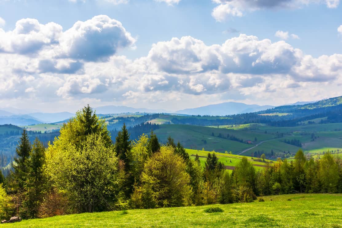 Bright landscape with a variety of spruce and other conifer trees 