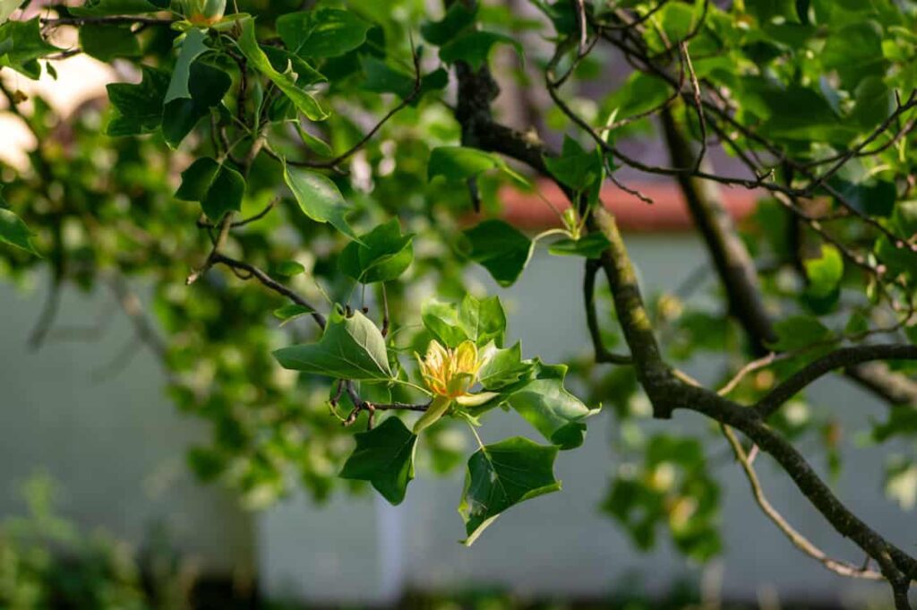 Liriodendron tulipifera beautiful ornamental tree in bloom, American tulip tree tulipwood flowering, flower on the branch