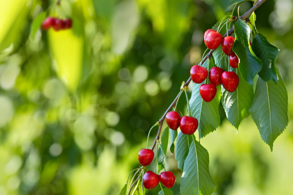 Why you may need to cut down a cherry tree
