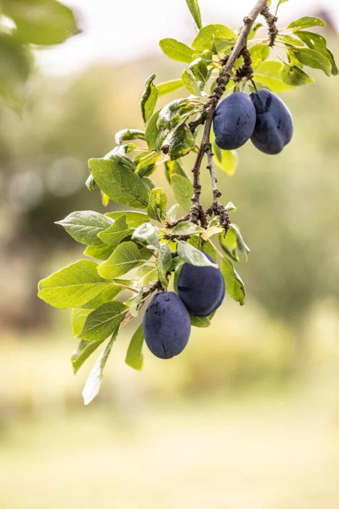 Heavy plums pulling the branch of a tree down as they are ripe for harvest in the late summer.