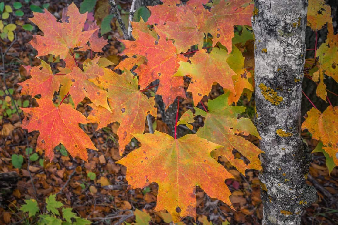 Fall Color Sugar Maple Leaves