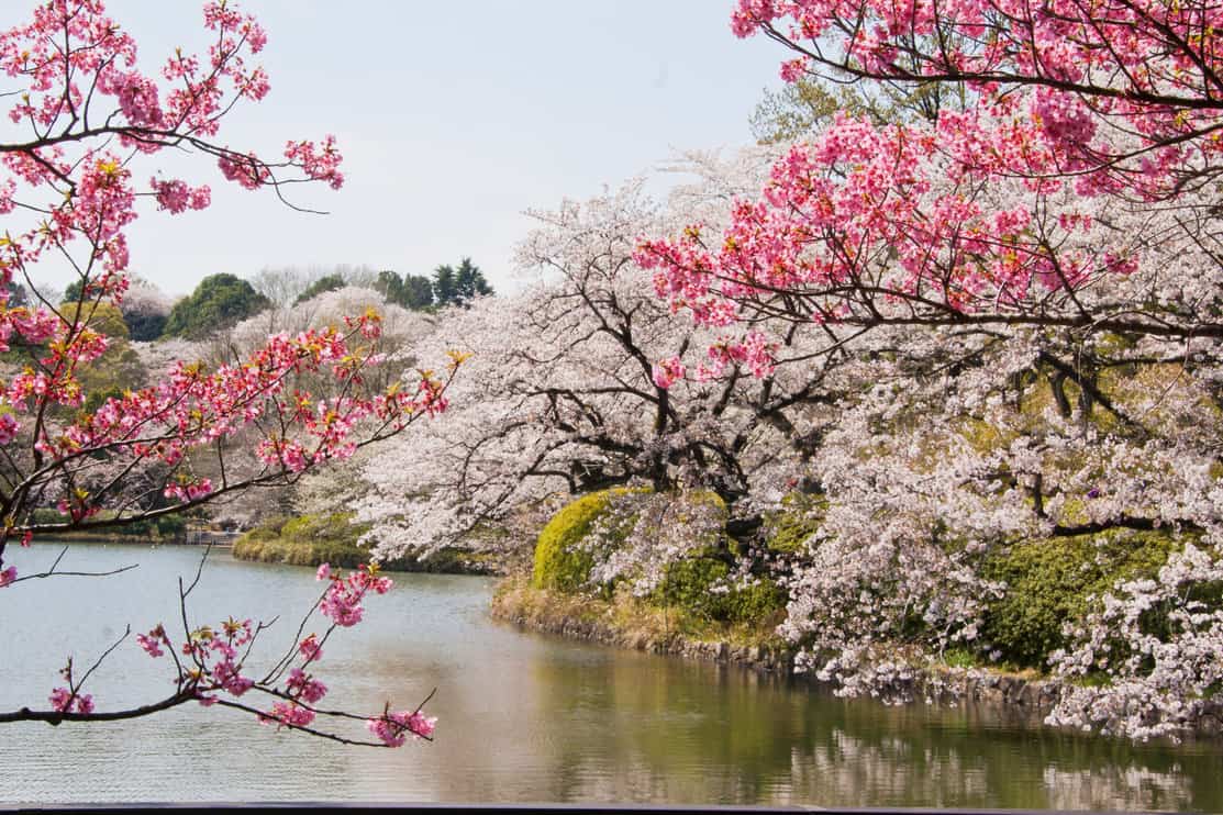 Cherry trees near a river