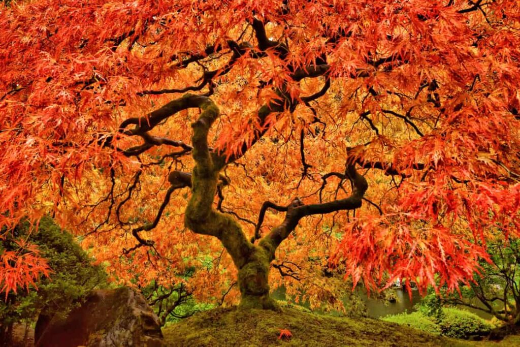 Japanese Maple Tree in Autumn with vivid colors in Portland Garden
