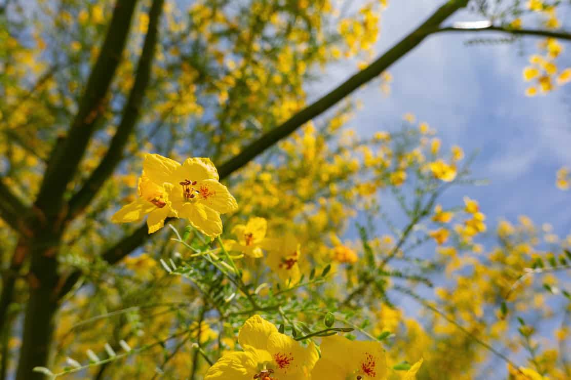 Yellow flowers with red stamen cover the branches of a tree with small oval leaves