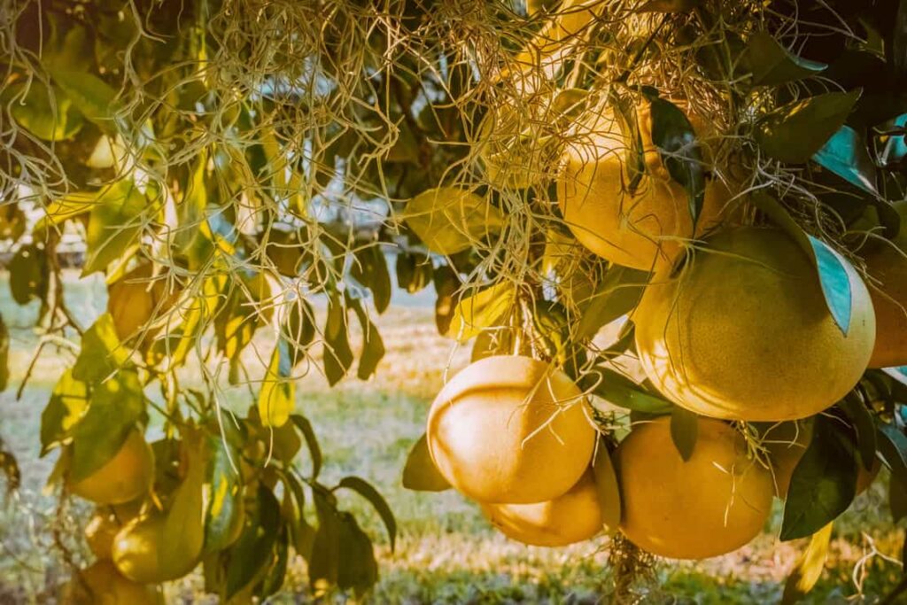 Close-up of citrus (grapefruit) on a tree and sun shining through the leaves.