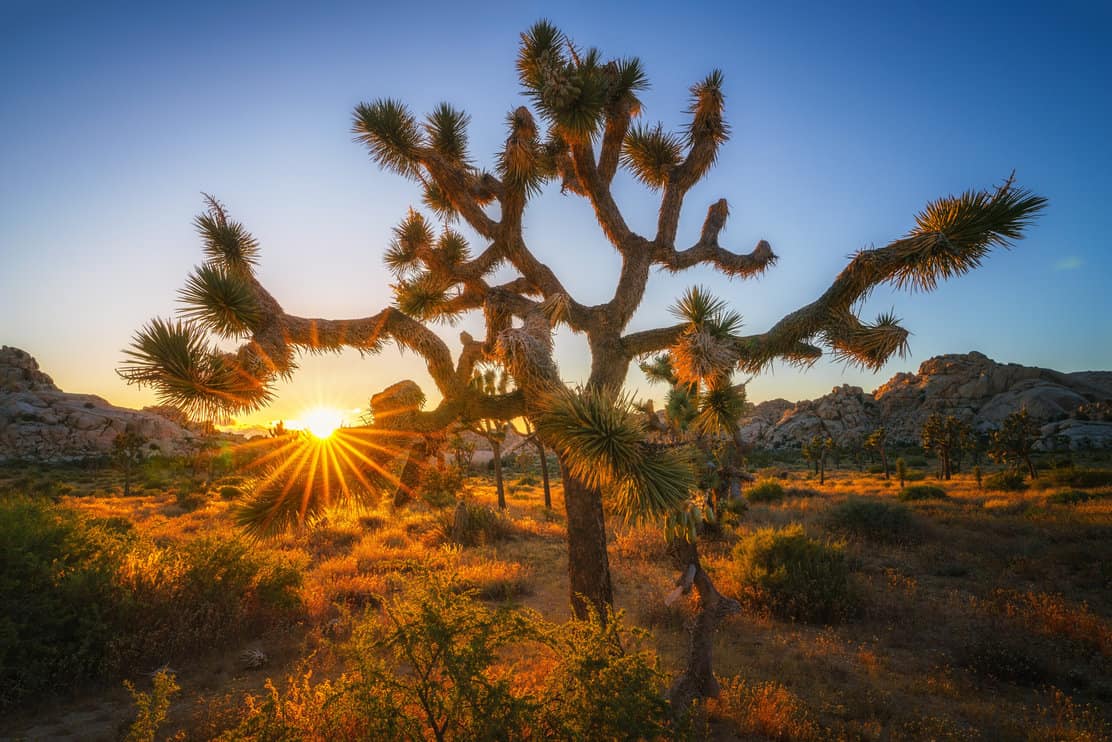 a joshua tree in front of a desert landscape at sunset