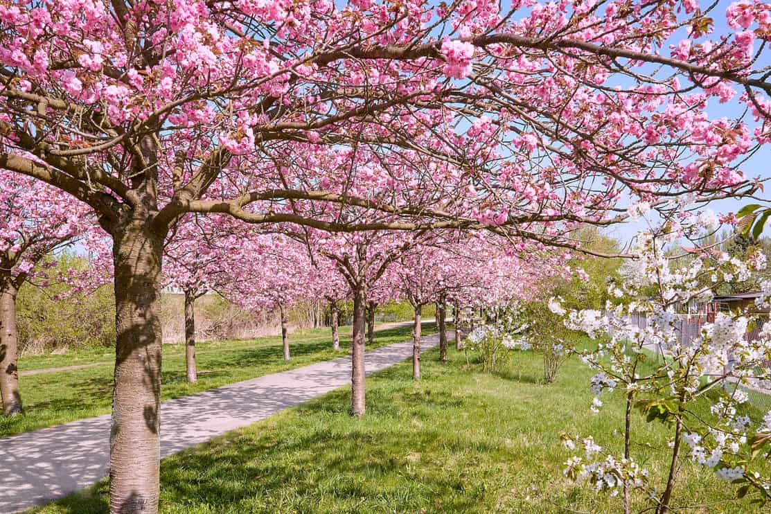 Alley of blossoming cherry trees