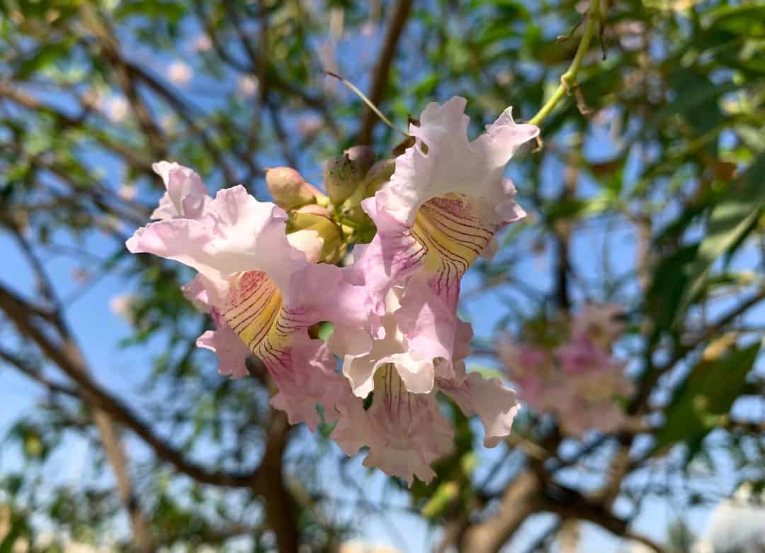 whitish-pink blooms of a chitalpa tree