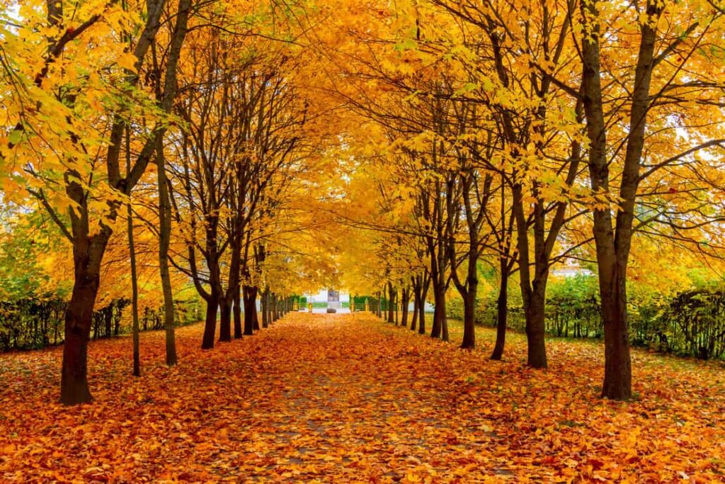 Alley of maple trees in autumn in Alexander park, Tsarskoe Selo (Pushkin), Saint Petersburg, Russia