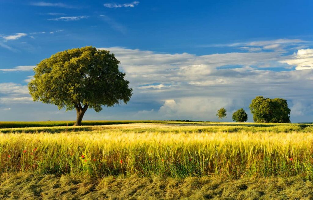 After the Thunderstorm, Trees and Summer Fields in the Warm Light of the Setting Sun