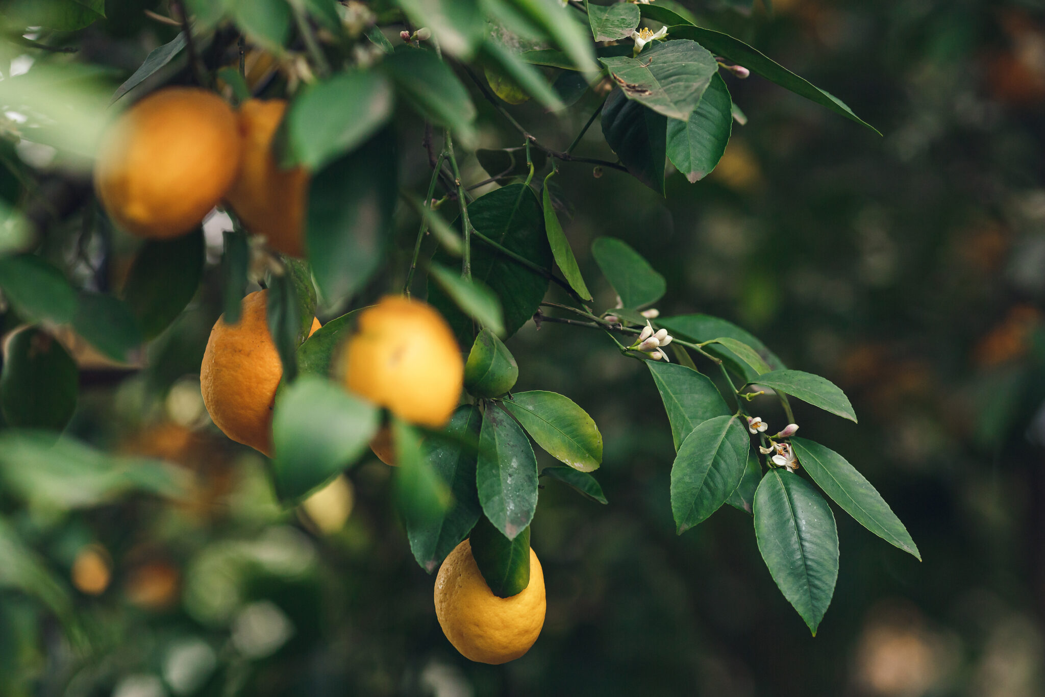 7 Easiest Fruit Trees To Grow Indoors (& Where To Put Them) Tree Journey