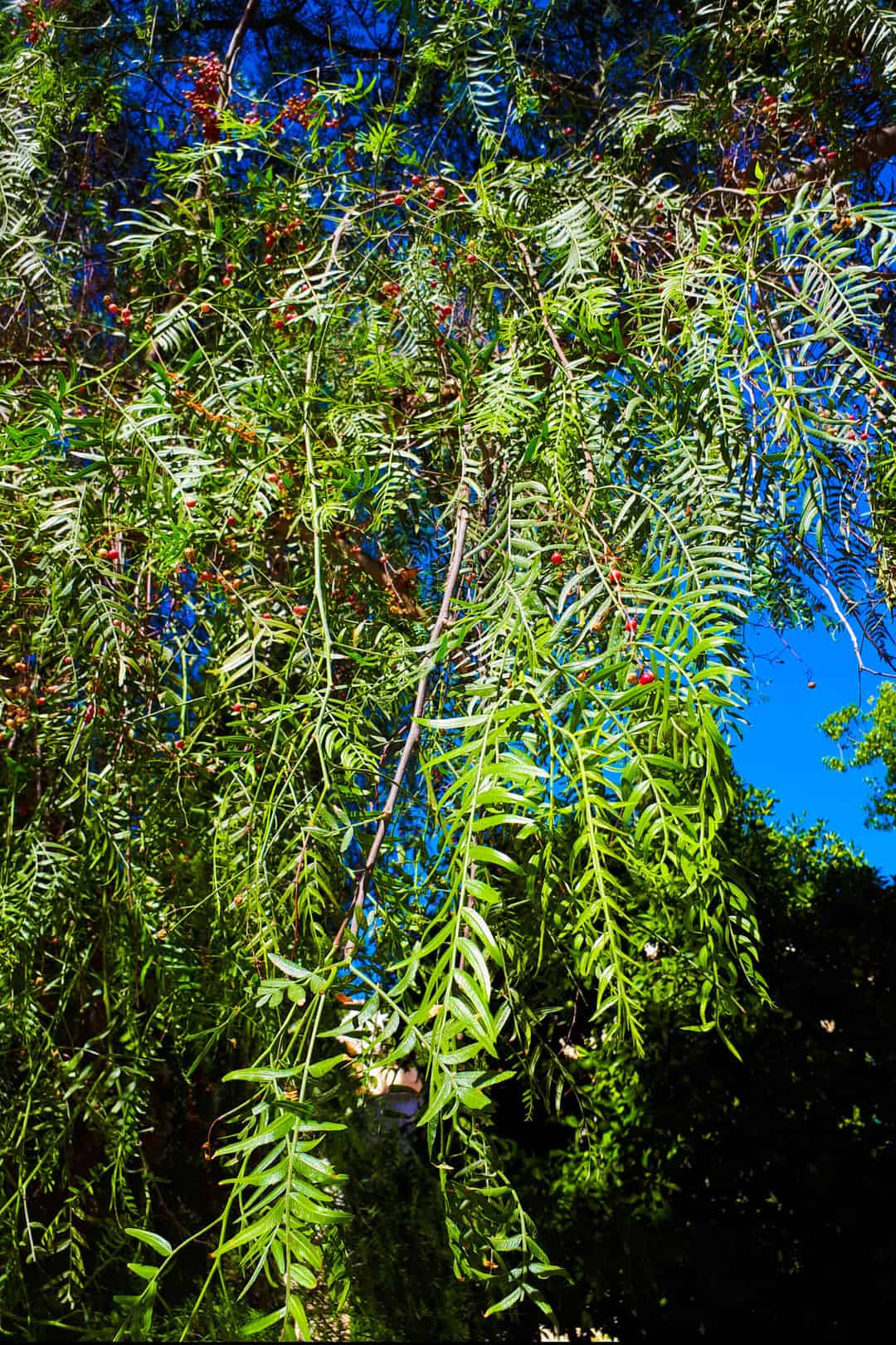 pepper tree fruits on the branch of a pepper tree with long, thin leaves