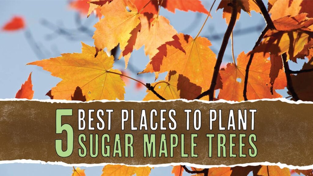 Best Places To plant Sugar Maple Trees