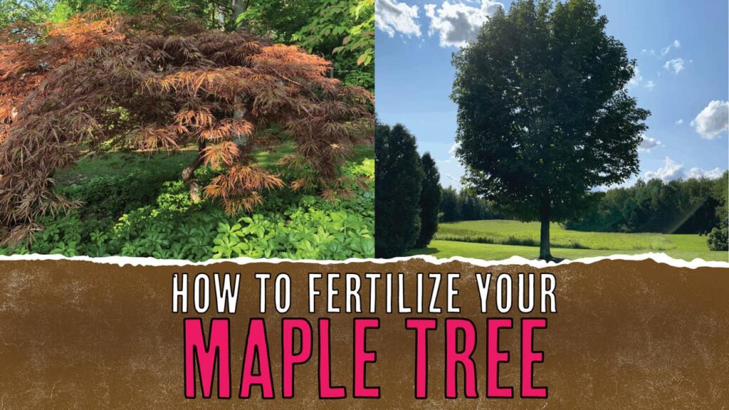 How To Fertilize Your Maple Tree