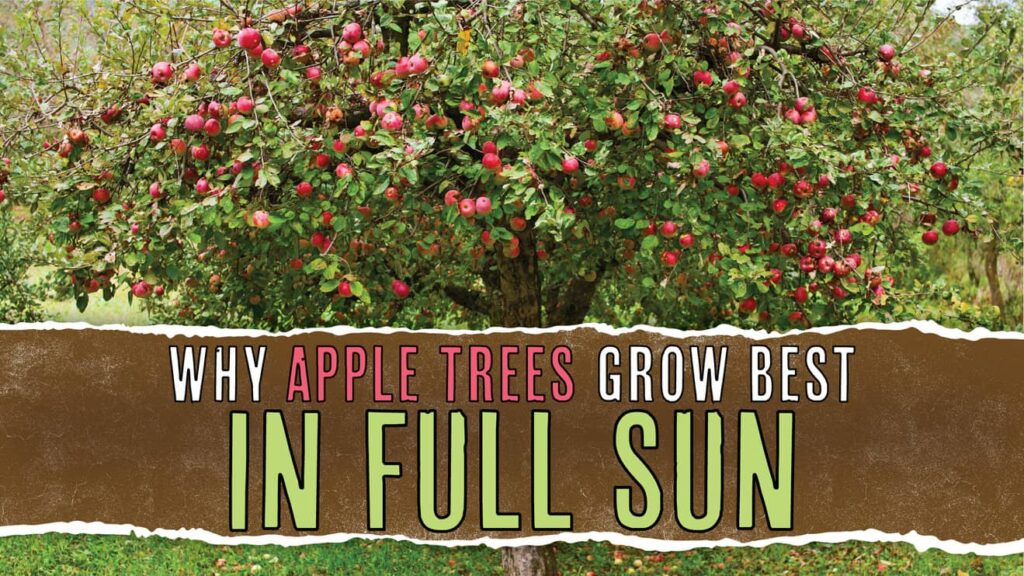 Why Apple Trees Grow Best In Full Sun